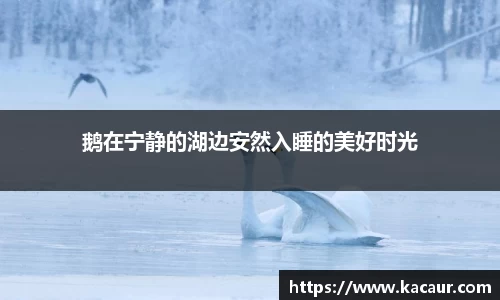 鹅在宁静的湖边安然入睡的美好时光